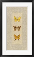 Butterfly Trio I Framed Print