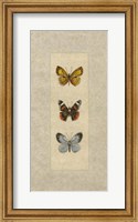 Butterfly Trio II Fine Art Print