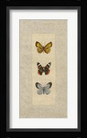 Butterfly Trio II Fine Art Print