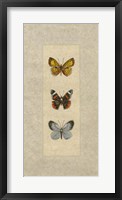Butterfly Trio II Framed Print