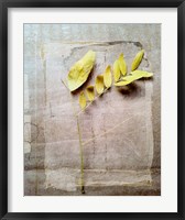Herbarium V Fine Art Print