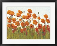 Rows of Poppies II Fine Art Print