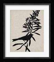 Audubon Silhouette I Fine Art Print