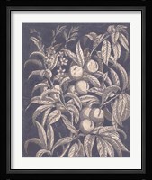 Vintage Fruit & Floral II Framed Print