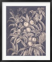 Vintage Fruit & Floral II Fine Art Print