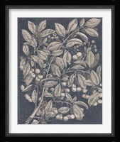 Vintage Fruit & Floral III Framed Print