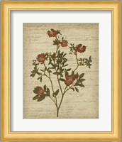 Romantic Pressed Flowers I Fine Art Print