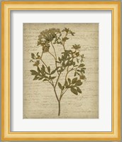 Romantic Pressed Flowers IV Fine Art Print