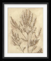 Gilded Foliage II Fine Art Print