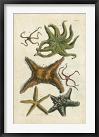 Starfish Illustre Fine Art Print