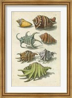 Conch Shell Illustre Fine Art Print