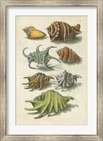 Conch Shell Illustre Fine Art Print
