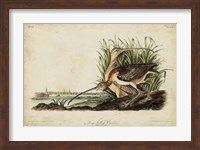 Long-billed Curlew Fine Art Print