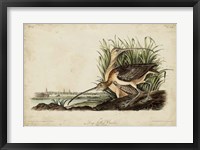 Long-billed Curlew Fine Art Print