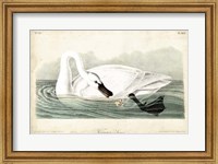 Trumpeter Swan I Fine Art Print