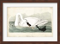 Trumpeter Swan I Fine Art Print