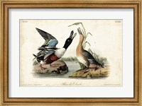 Audubon Ducks I Fine Art Print