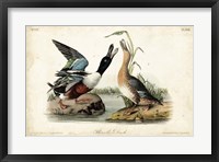 Audubon Ducks I Fine Art Print