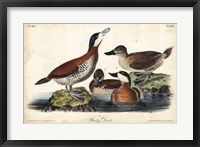 Audubon Ducks II Fine Art Print
