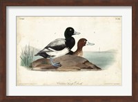 Audubon Ducks III Fine Art Print