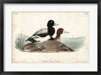 Audubon Ducks III Fine Art Print