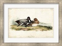 Audubon Ducks IV Fine Art Print