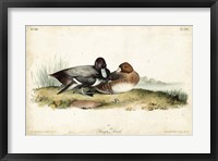 Audubon Ducks IV Fine Art Print