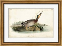 Audubon Ducks V Fine Art Print