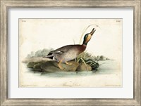Audubon Ducks V Fine Art Print