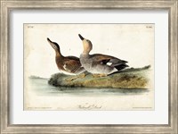 Audubon Ducks VI Fine Art Print
