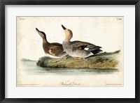 Audubon Ducks VI Fine Art Print