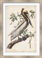 Brown Pelican Fine Art Print