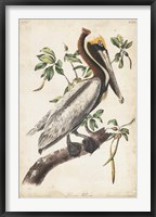 Brown Pelican Fine Art Print