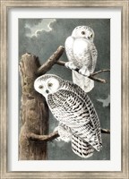 Audubon's Snowy Owl Fine Art Print