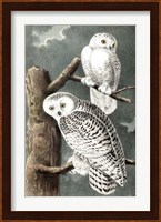 Audubon's Snowy Owl Fine Art Print