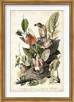 Audubon's American Robin Fine Art Print