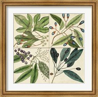Catesby Leaf Quadrant I Fine Art Print