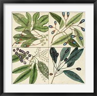 Catesby Leaf Quadrant I Fine Art Print