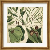 Catesby Leaf Quadrant II Fine Art Print