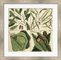 Catesby Leaf Quadrant II Fine Art Print