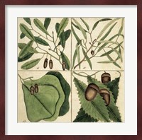 Catesby Leaf Quadrant II Fine Art Print