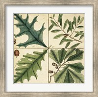 Catesby Leaf Quadrant III Fine Art Print