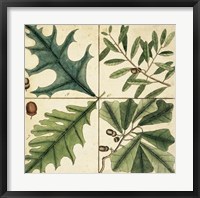 Catesby Leaf Quadrant III Fine Art Print