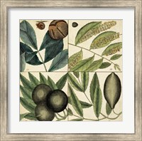 Catesby Leaf Quadrant IV Fine Art Print