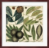Catesby Leaf Quadrant IV Fine Art Print