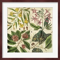 Catesby Botanical Quadrant I Fine Art Print