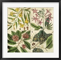 Catesby Botanical Quadrant I Fine Art Print
