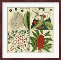 Catesby Botanical Quadrant II Fine Art Print