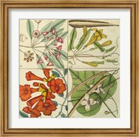 Catesby Botanical Quadrant III Fine Art Print