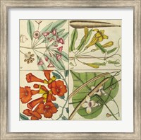 Catesby Botanical Quadrant III Fine Art Print